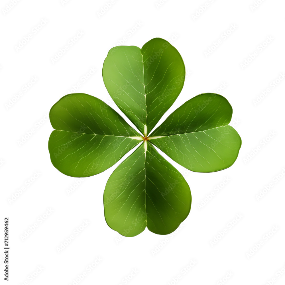 A single four-leaf clover isolated on a transparant background A single four-leaf clover isolated on a transparant background