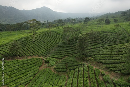 aerial view of tea plantation. Camellia sinensis is a tea plant, a species of plant whose leaves and shoots are used to make tea.