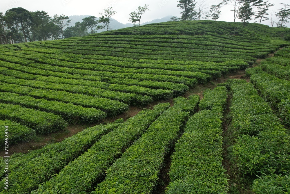 Tea plantation. Camellia sinensis is a tea plant, a species of plant whose leaves and shoots are used to make tea.
