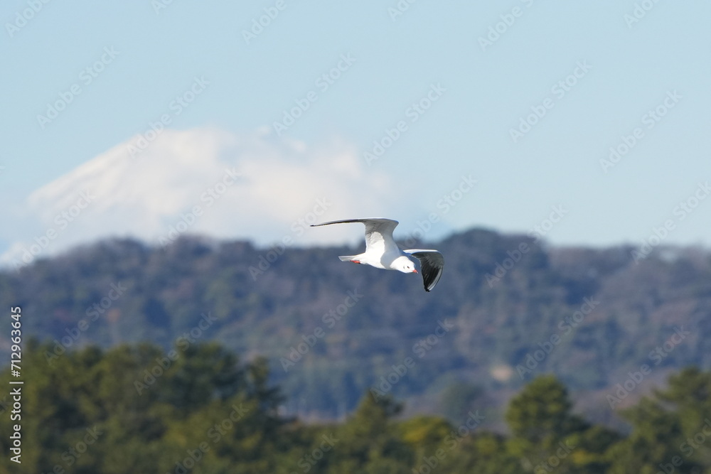 black headed gull in a seashore black headed gull in a seashore