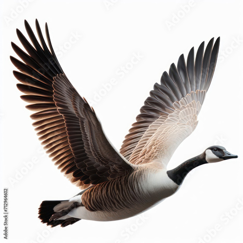 Branta canadensis, Canadian goose, Canada goose, geese, ganso canadiense, barnacla canadiense, Anatidae, isolated White background. photo