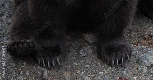 Closeup of a Brown bear claws, Alaska photo
