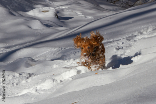 Spaniel on a walk in winter