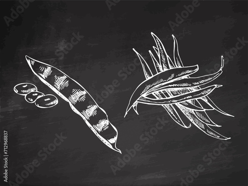 A hand-drawn set of string beans in sketch style. Vector vegetables on chalkboard background. Vintage doodle illustration. Sketch for cafe menus and labels. The engraved image. Harvesting.