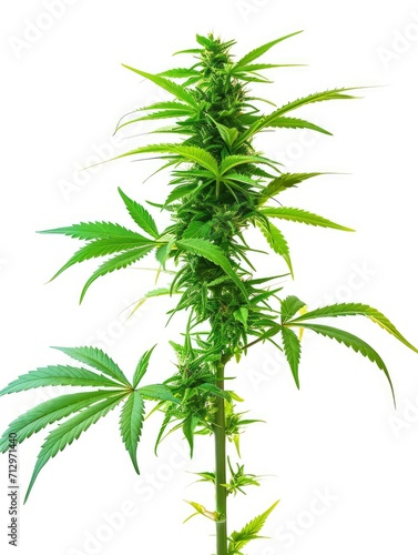 Lush cannabis plant on white background
