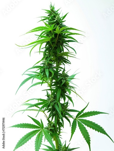 Lush cannabis plant on white background