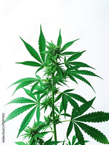 Lush cannabis plant on white background