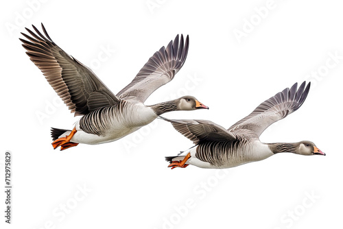 Two Of Beautiful Greylag Geese Flying On Transparent Background photo