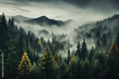 A foggy journey through the fir woods, where misty tendrils intertwine with evergreen branches, crafting a magical mountain landscape.