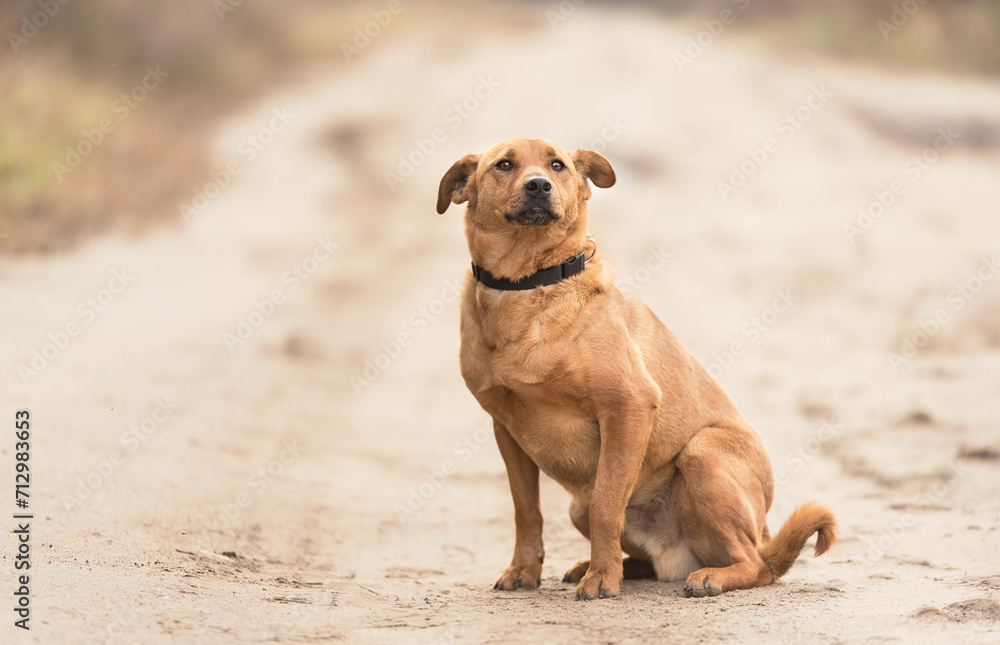 Stray mongrel dog sitting on the road Stray mongrel dog sitting on the road
