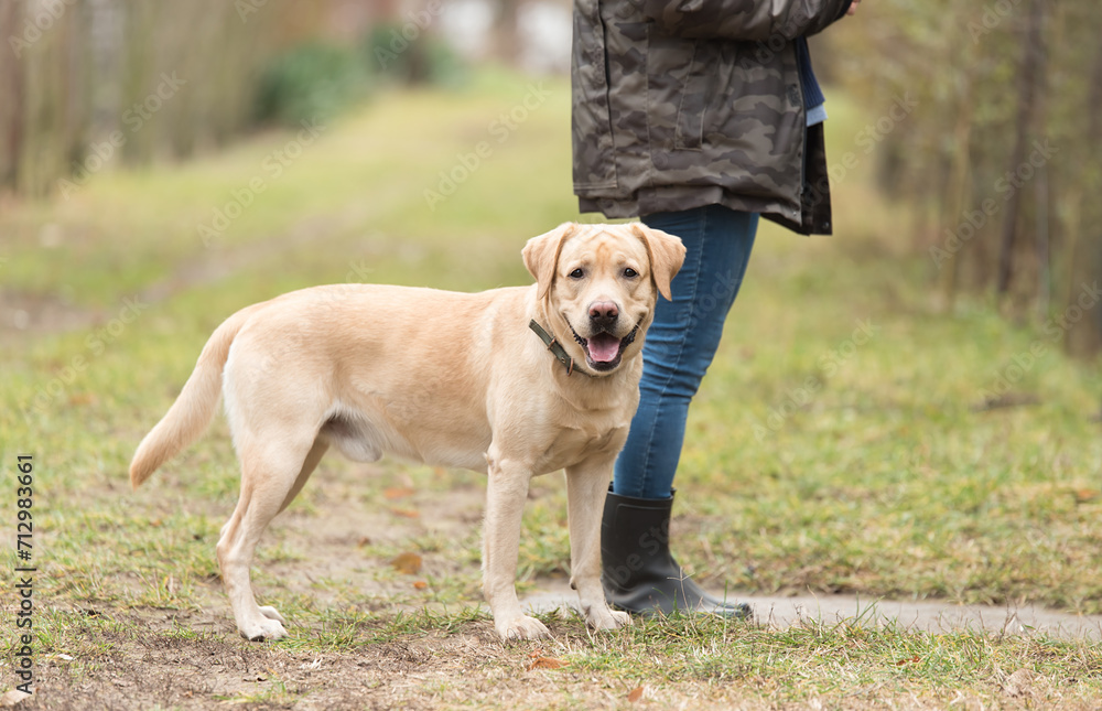 Labrador retriever dog and owner