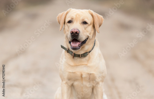 Portrait of an adorable Labrador dog