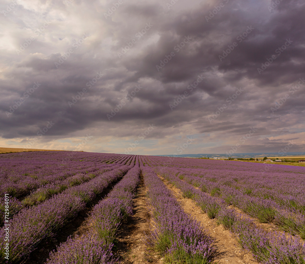 Panoramic landscape of lavender fields at sunrise. Panoramic landscape of lavender fields at sunrise.