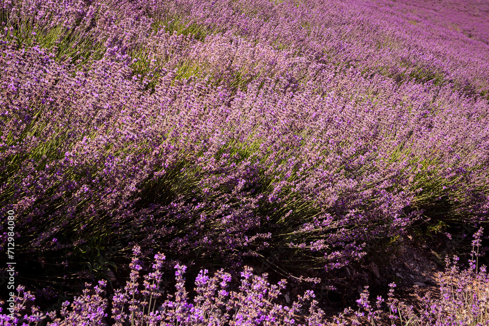 Obraz premium Panoramic landscape of lavender fields at sunrise.
