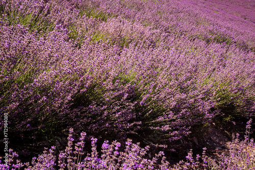 Panoramic landscape of lavender fields at sunrise.