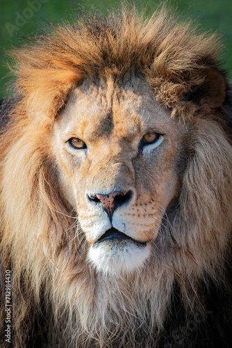 Portrait of a lion s muzzle in close-up.