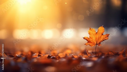 autumn leaves in the forest background