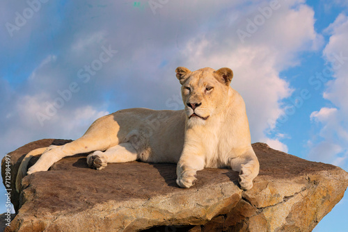 A large white lioness lies on a mountain against the sky.