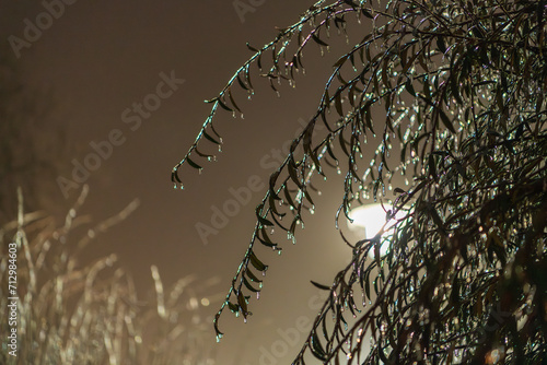 frozes branches at night photo
