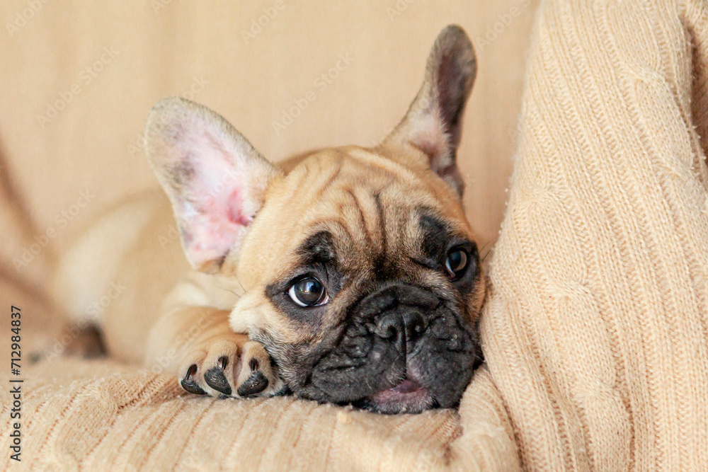 A funny French bulldog puppy is lying on the couch.
