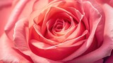 Pink rose flower texture background for Valentine's Day. Pink rose texture background for romantic Valentine's Day celebration. AI generated.