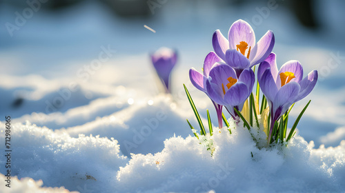Bright cute lilac spring crocuses in the snow and sun  © Taisiia