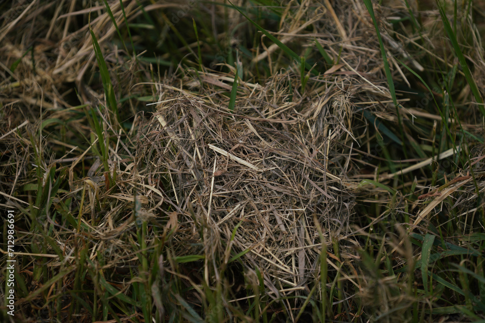 Grains in the field before harvest Grains in the field before harvest