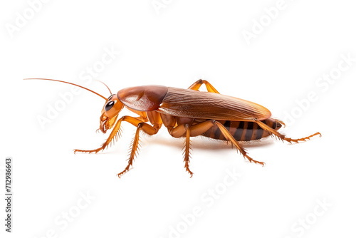 Closeup view of a Cockroach isolated on a transparent or white background. PNG. Periplaneta americana © Lahiru