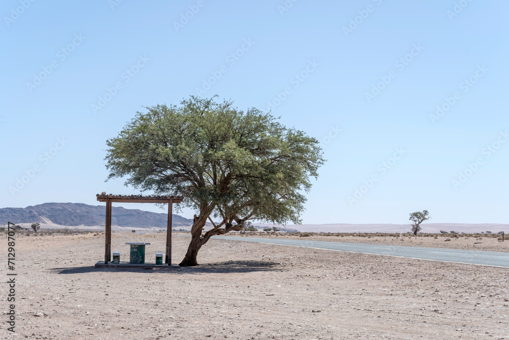 tree shadow at rest area on roadside in Naukluft desert, near Sesriem, Namibia tree shadow at rest area on roadside in Naukluft desert, near Sesriem, Namibia