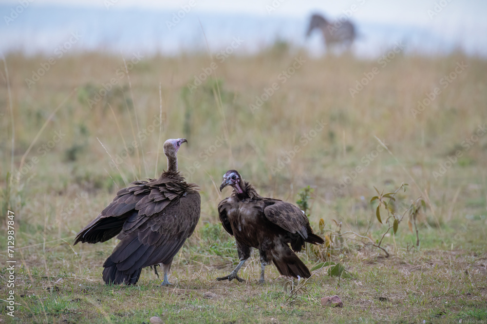Closeup of vultures perched in a safari in Kenya Closeup of vultures perched in a safari in Kenya