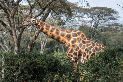 Scenic view of a giraffe in Kenya s safari
