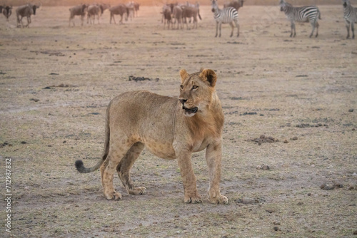A scenic view of a lion in safari in Kenya in Kenya's safari landscape