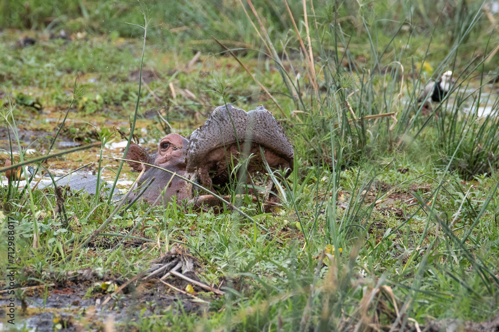 Obraz premium Scenic view of a hippo in safari in Kenya
