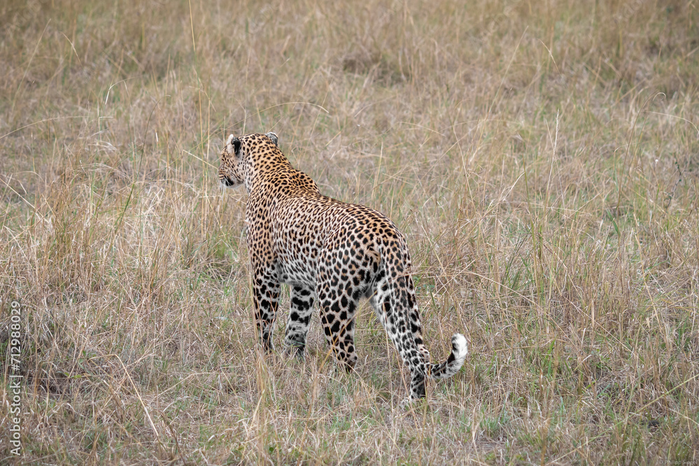 Cheetah moving across arid grassland in a safari in Kenya Cheetah moving across arid grassland in a safari in Kenya