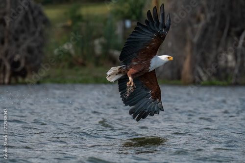 Eagle soaring gracefully above water with wings extended photo