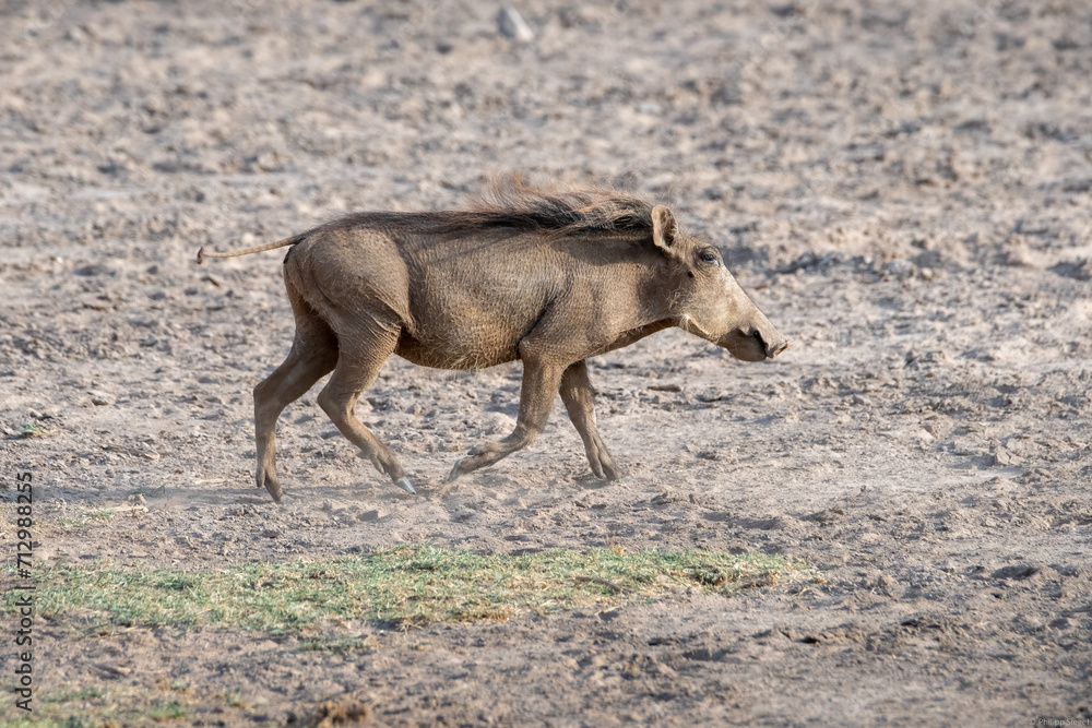 Scenic view of a warthog running around in safari Kenya Scenic view of a warthog running around in safari Kenya