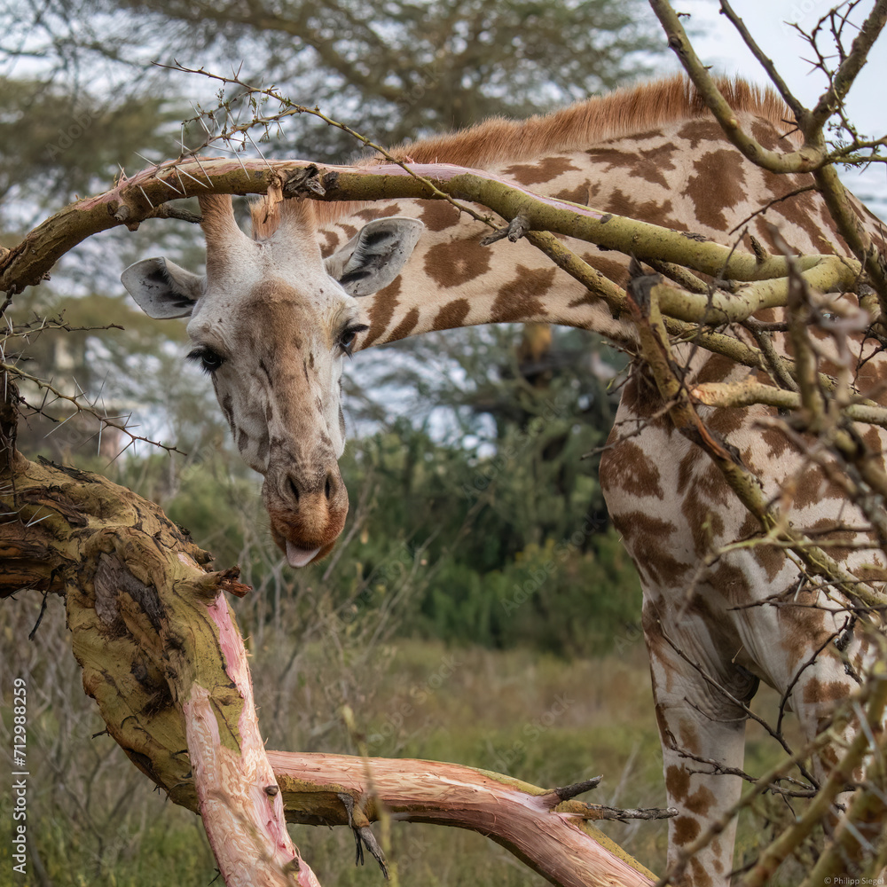 Scenic view of a giraffe in Kenya's safari Scenic view of a giraffe in Kenya's safari