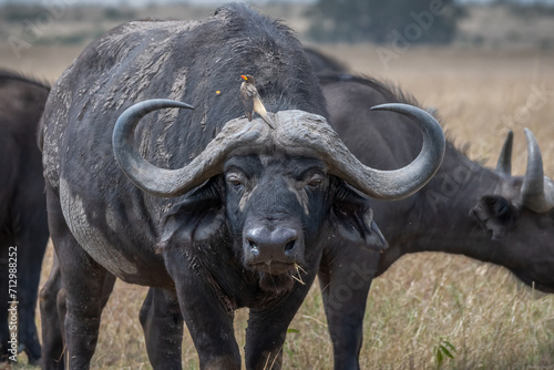 Scenic view of a buffalo running around in safari in Kenya © Wirestock