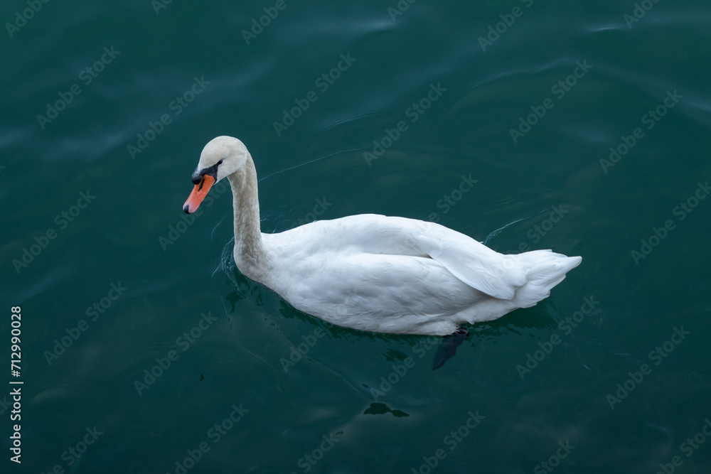Cisne majestoso deslizando pelas águas serenas de um lago azul sob o radiante sol, criando suaves ondulações na superfície límpida Cisne majestoso deslizando pelas águas serenas de um lago azul sob o radiante sol, criando suaves ondulações na superfície límpida