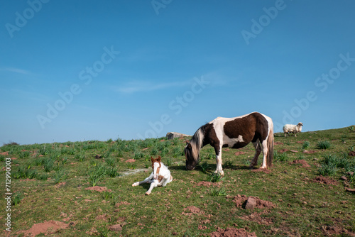 Dois cavalos no pasto, a mãe égua e o filhote potro no alto da montanha photo