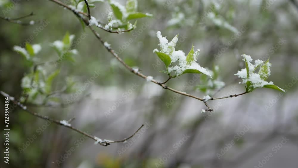 Weather anomalies - snowfall in spring. Young green leaves on trees covered with snow. Weather anomalies - snowfall in spring. Young green leaves on trees covered with snow.
