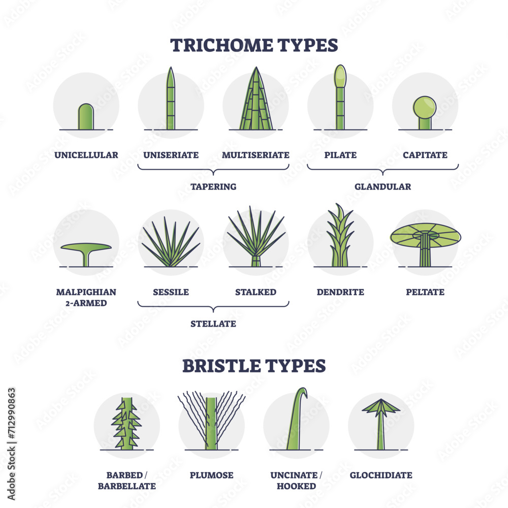 Trichome and bristle types comparison and division groups outline diagram, transparent background.Labeled educational biological categories with plant hair differences illustration. - obrazy, fototapety, plakaty 