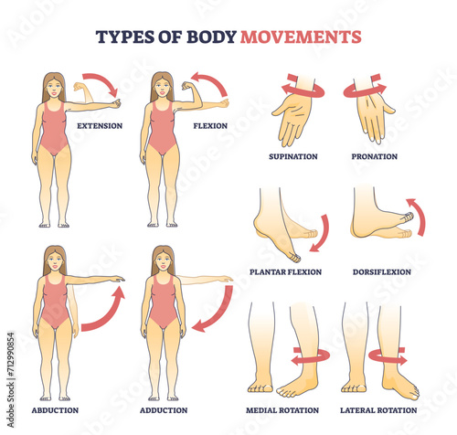 Types of body movements with muscular motion pose examples outline diagram, transparent background. Labeled educational medical movement of hand, arm and leg as extension, flexion. photo