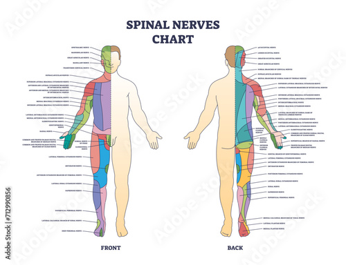 Spinal nerves chart and medical neural network in human body outline diagram, transparent background. Labeled educational scheme with front and back neurology explanation illustration.