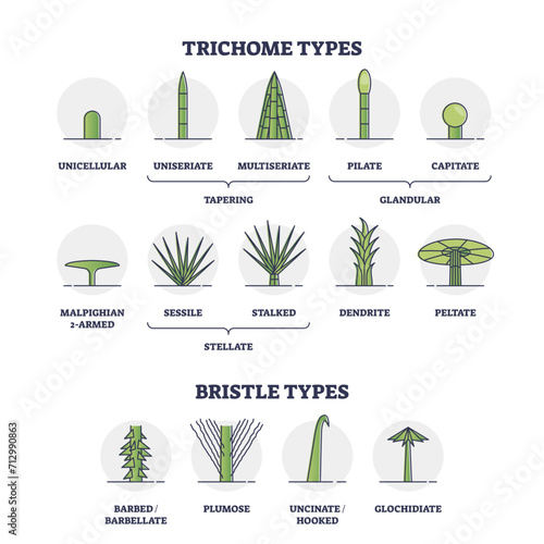 Trichome and bristle types comparison and division groups outline diagram, transparent background.Labeled educational biological categories with plant hair differences illustration. photo