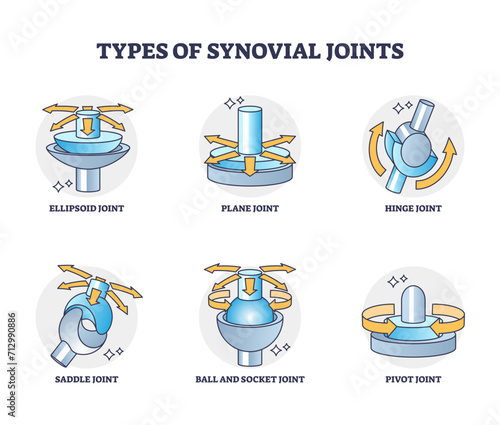 Types of synovial joints movement classification for body outline diagram, transparent background. Labeled educational anatomical division with ellipsoid, hinge, saddle. photo