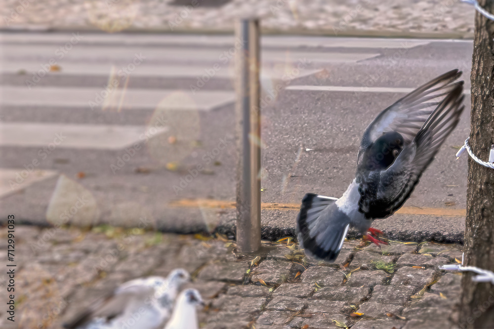 Fototapeta premium Pigeon in flight over the street