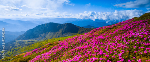 panoramic scene, blooming pink rhododendrons flowers, amazing panoramic nature scenery © Rushvol