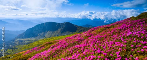 Naklejka panoramic scene, blooming pink rhododendrons flowers, amazing panoramic nature scenery
