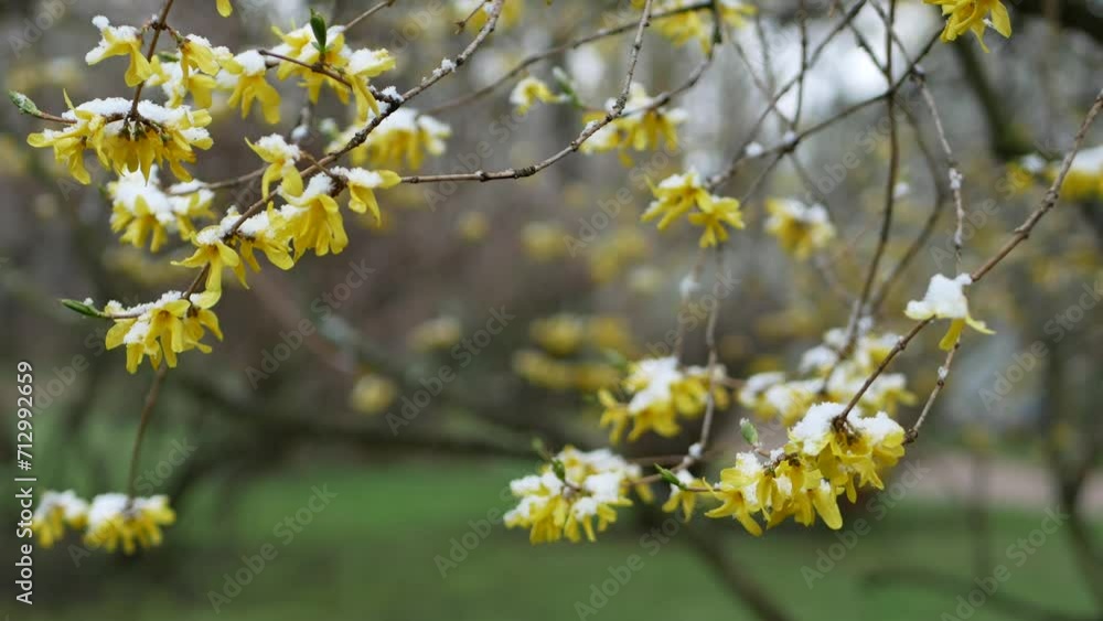 Weather anomalies - snowfall in spring. Young green leaves on trees covered with snow. Weather anomalies - snowfall in spring. Young green leaves on trees covered with snow.